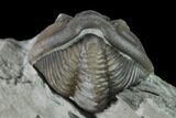 Wide Enrolled Flexicalymene Trilobite - Mt Orab, Ohio #133914-3